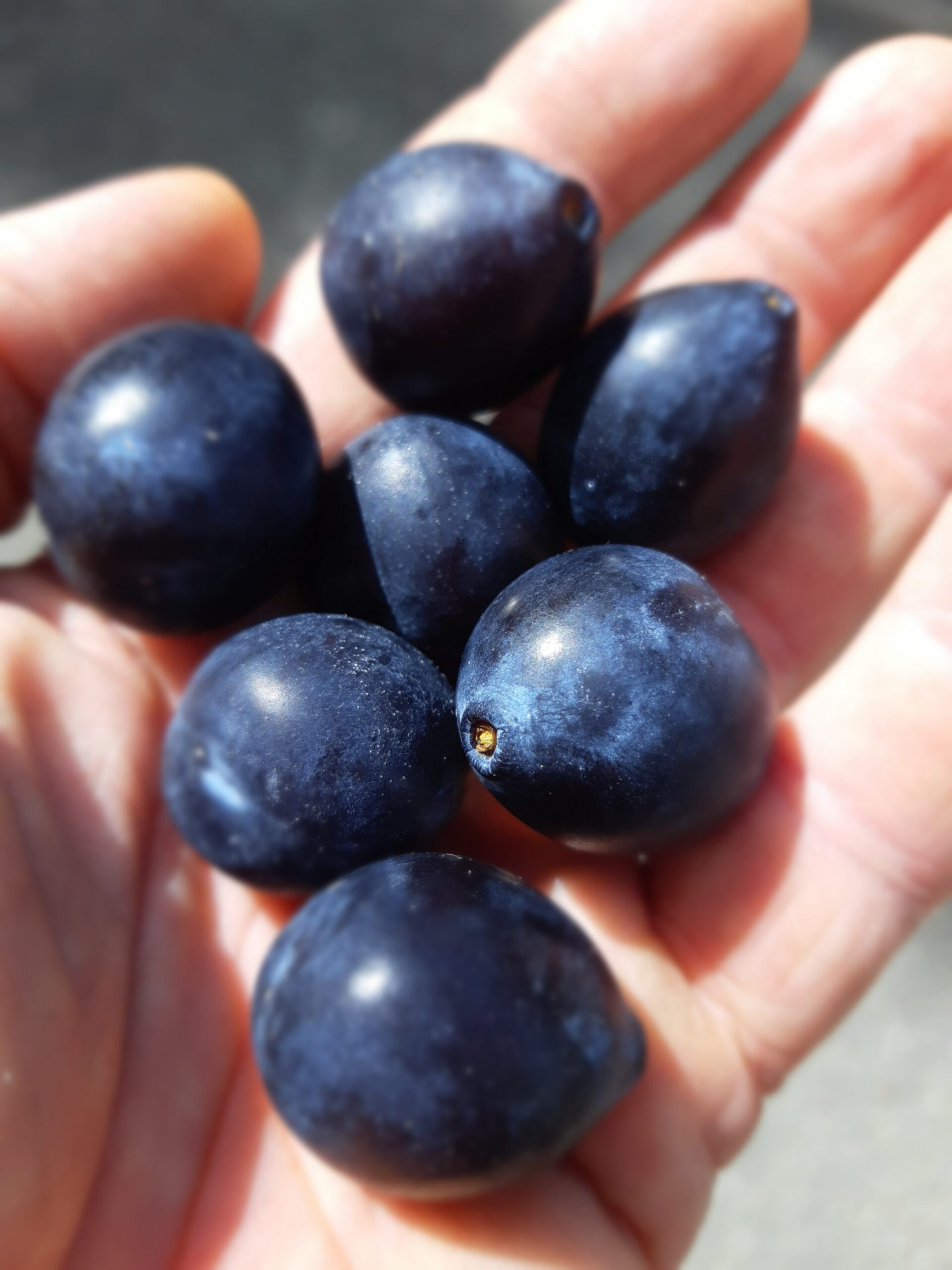 Prune Datil mirabel noire