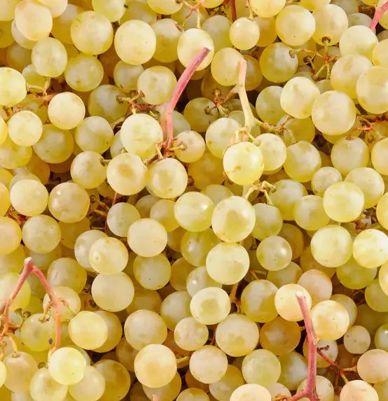 Raisin Blanc Danlas