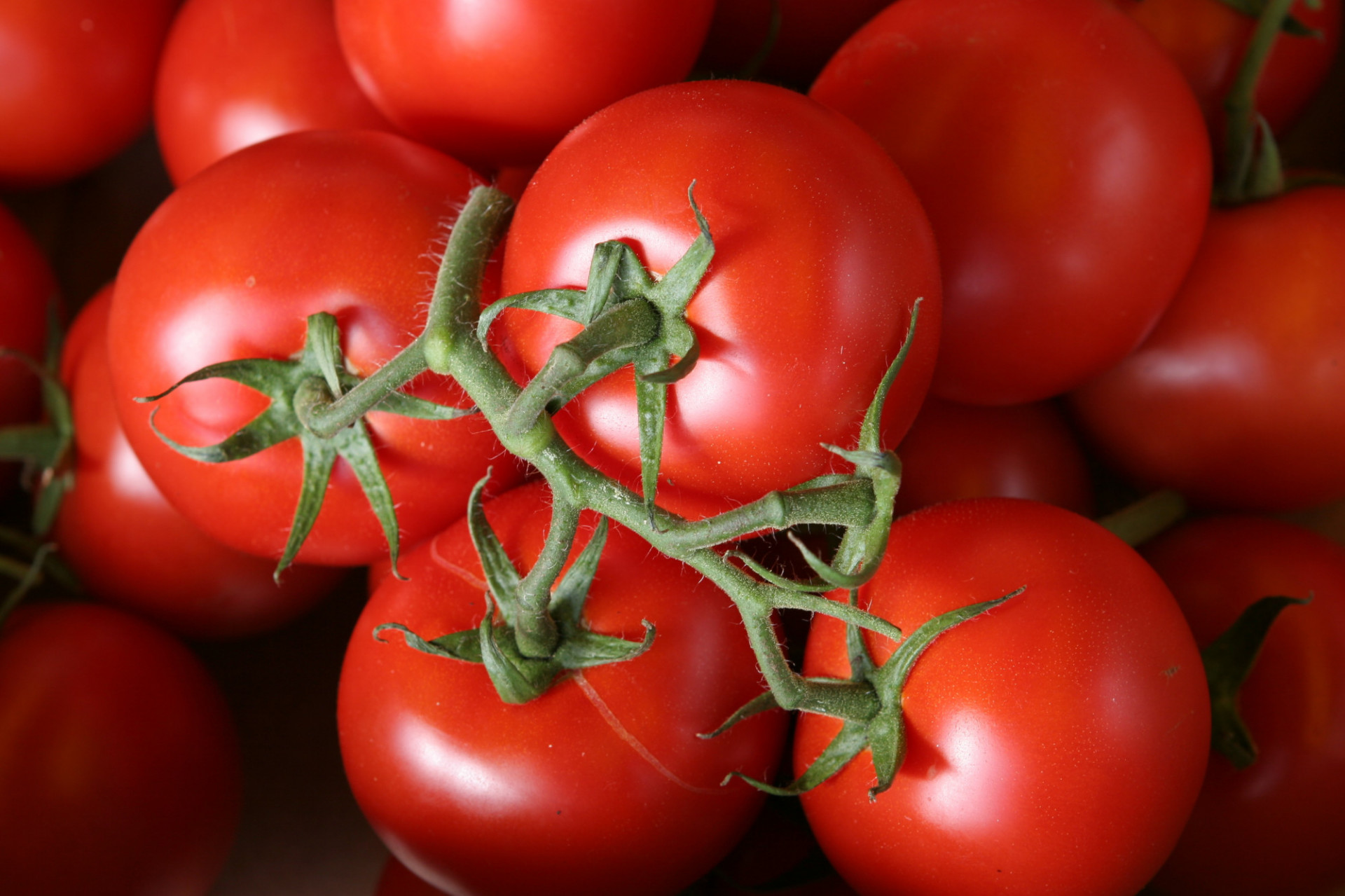 Tomate Grappe