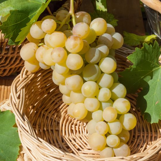 Raisin Blanc Italia